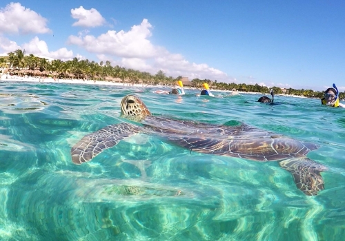 Akumal From $70.00 USD